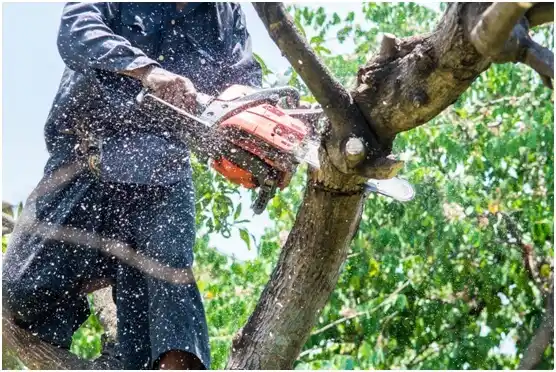 tree services Castlewood